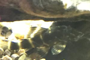 Clown Pleco Thumbnail