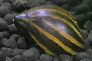 Nerite Snail Thumbnail