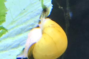 Mystery Snail Thumbnail