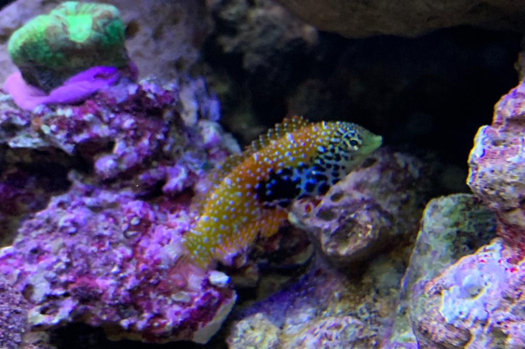 Ornate Wrasse / Thalassoma pavo 18