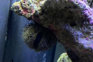 Tuxedo Urchin Thumbnail