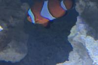 Ocellaris clownfish Thumbnail