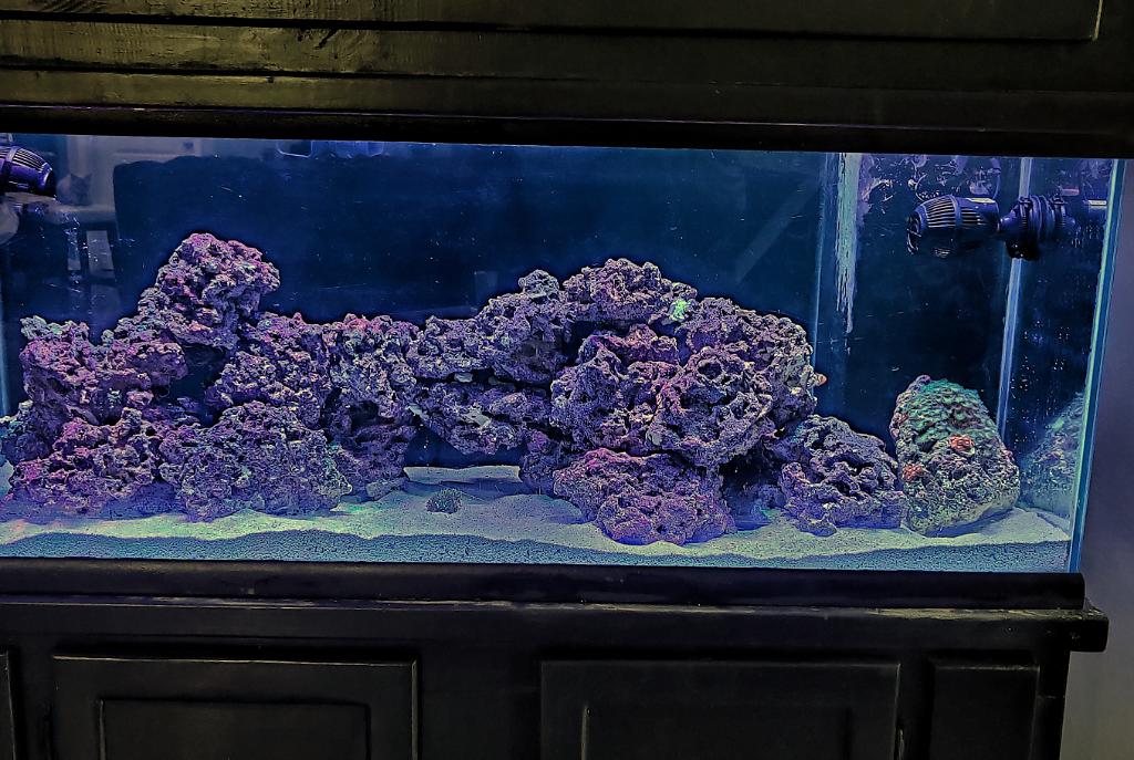 75 gallon reef on Jan 27, 2020