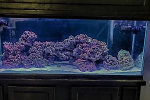 75 gallon reef Thumbnail