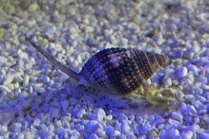 Nassarius snail Thumbnail