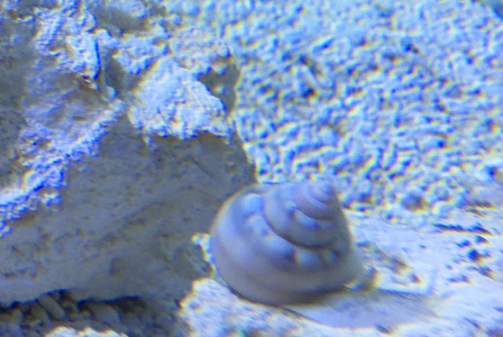 Nassarius snails