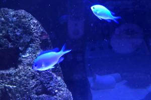 Blue/Green Reef Chromis Thumbnail