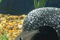 Black Phantom Tetra Thumbnail