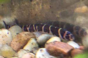 khuli loaches Thumbnail