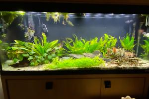 My Aquarium on Jan 30, 2020