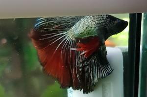 betta Thumbnail