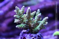 Acropora Chesterfieldnesis Thumbnail