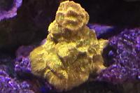 Jack-O-Lantern Coral Thumbnail