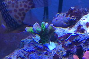 WWC Slimeball Anacropora Thumbnail