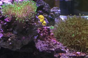 Toadstool Mushroom Leather Coral Thumbnail