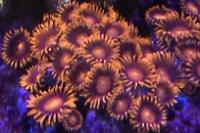 Orange Bam Bam Zoanthid Thumbnail