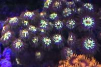 Stargazer Zoanthid Thumbnail