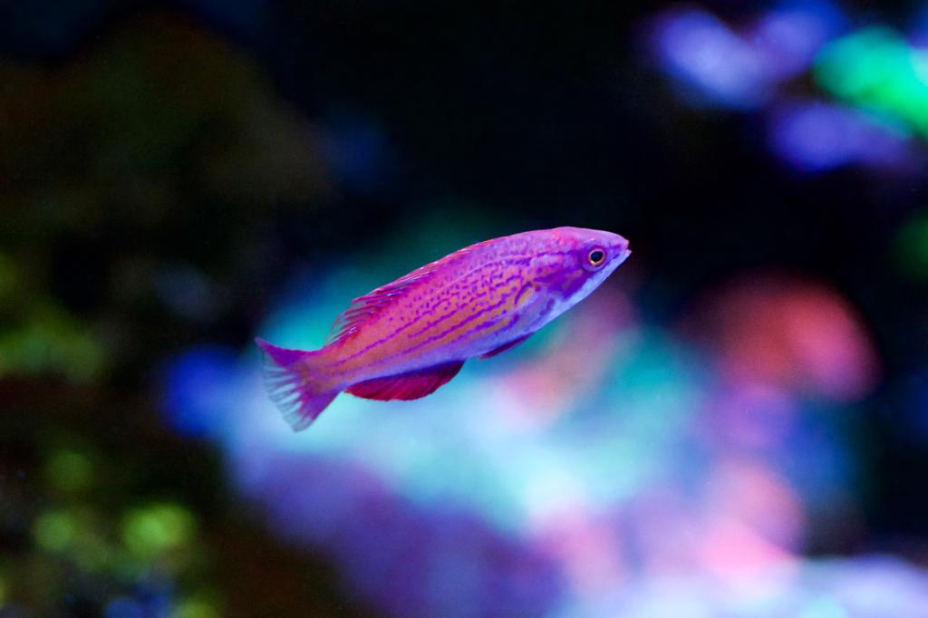 Blue Flasher Wrasse / Paracheilinus cyaneus 27