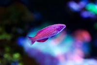 Blue Flasher Wrasse Thumbnail