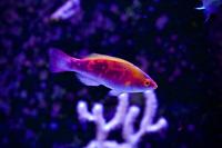 Multicolor Lubbock's Fairy Wrasse Thumbnail