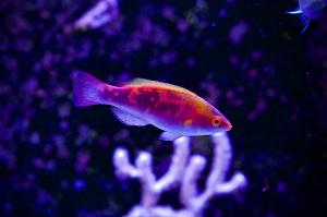 Multicolor Lubbock's Fairy Wrasse