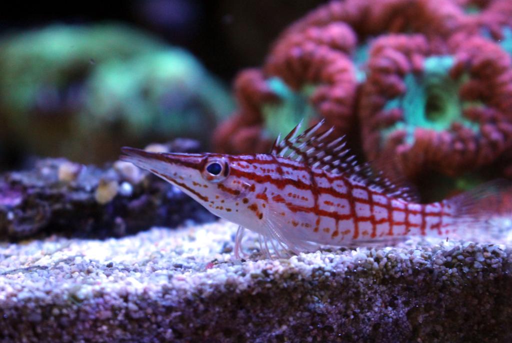 Longnose Hawkfish