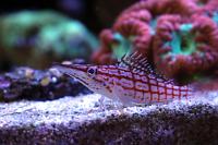 Longnose Hawkfish Thumbnail