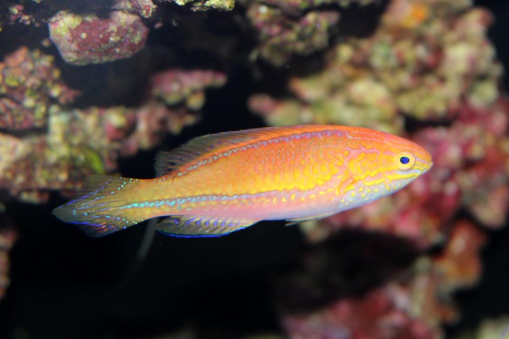 Splendid Fairy Wrasse / Cirrhilabrus lanceolatus var 34