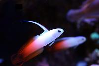 Firefish Thumbnail