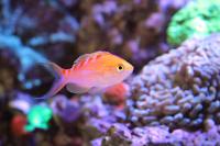 Flavoguttatus Anthias Thumbnail