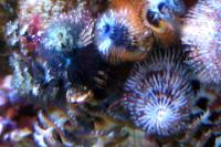 Christmas Tree Worms Thumbnail