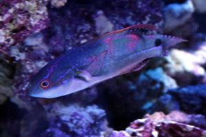 Exquisite Fairy Wrasse