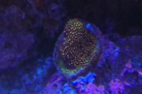 Stylocoeniella Coral Sunset Thumbnail