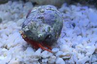 Redleg Hermitcrab Thumbnail