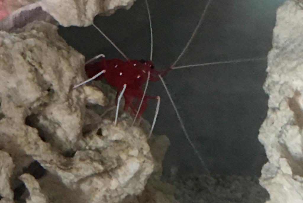 Blood shrimp