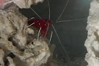 Blood shrimp Thumbnail