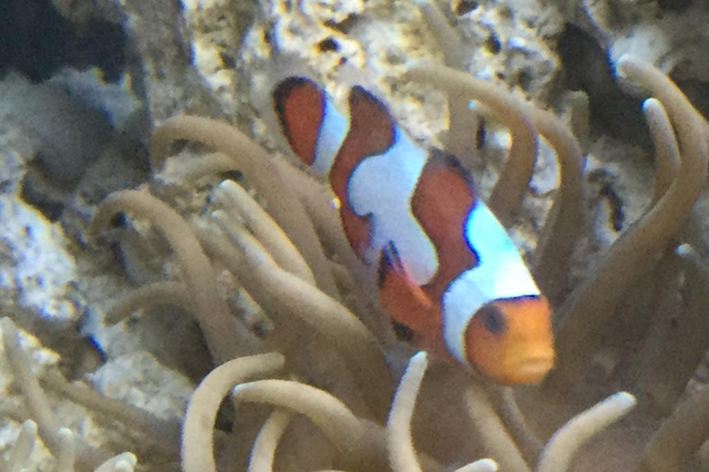 Gladiator Clownfish / Amphiprion percula var Gladiator 172