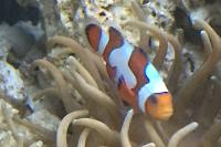 Gladiator Clownfish Thumbnail