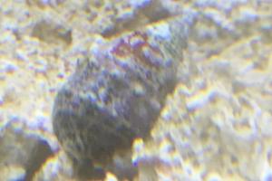 Blue Leg Hermit Crabs Thumbnail