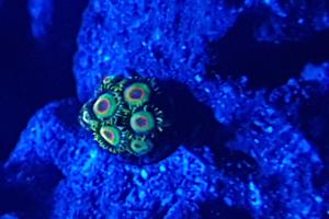 Rasta Zoas Thumbnail