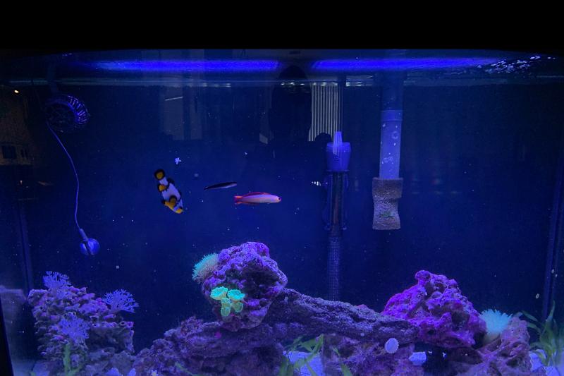 Reef Tank Thumbnail