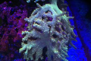 Finger Leather Coral Thumbnail