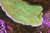 Leaf Plate Montipora Thumbnail