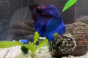 Betta Thumbnail