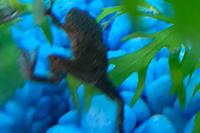 African Dwarf Frogs Thumbnail