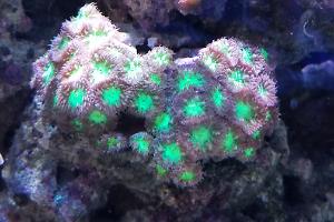 Blastomussa Coral Thumbnail