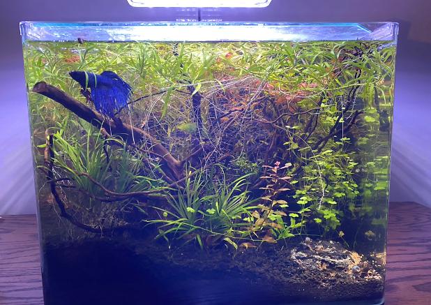 Walter’s New Tank on Feb 3, 2020