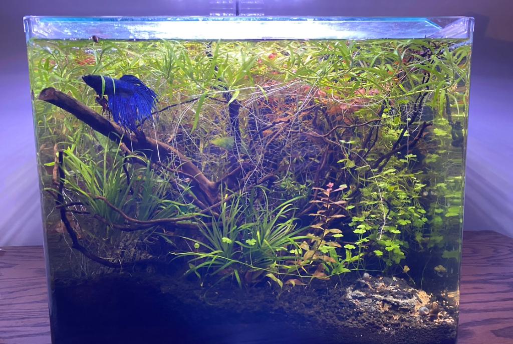 Walter’s New Tank on Feb 3, 2020