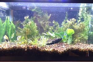 10 gallon Thumbnail