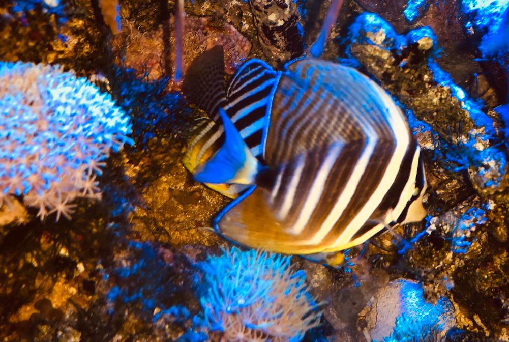 Sailfin Tang